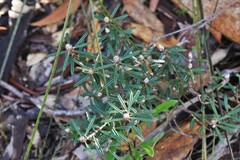 Pultenaea rosmarinifolia