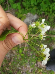 Crataegus acutifolia