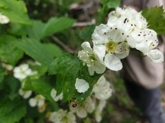 Crataegus acutifolia