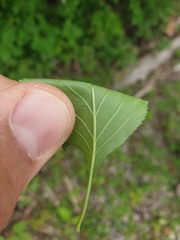 Crataegus acutifolia