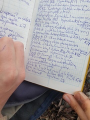 Crataegus acutifolia