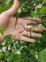 Crataegus acutifolia