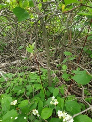 Crataegus acutifolia