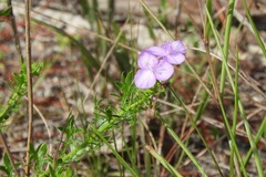 Callisia ornata
