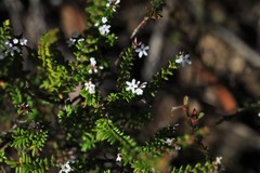Leucopogon microphyllus