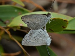 Erina erina erinus