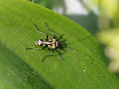 Evodinus