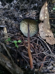 Marasmius