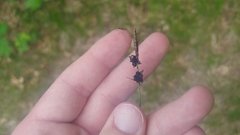 Anthracoidea caricis