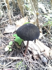 Marasmius