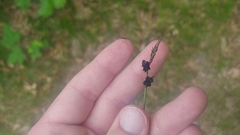 Anthracoidea caricis