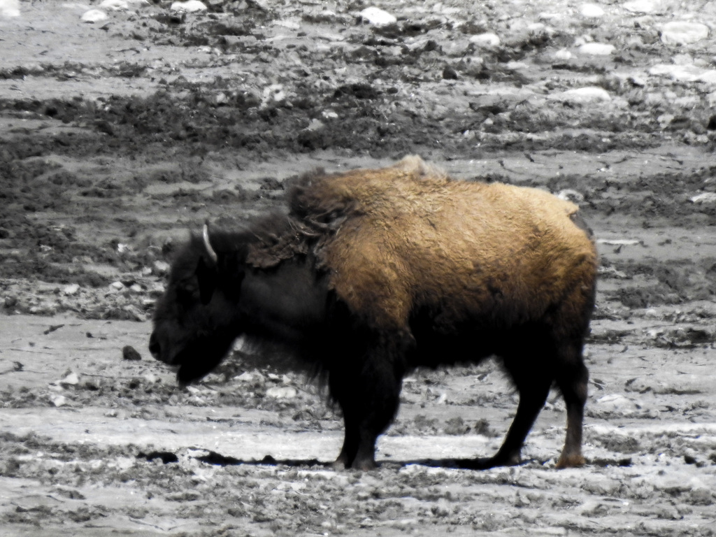 Plains Bison from Improvement District No. 4, AB T0K, Canada on June 12 ...