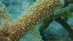 Acropora muricata
