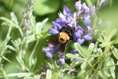 Bombus nevadensis