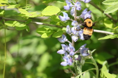 Bombus nevadensis