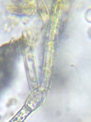 Rhizoclonium