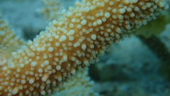 Acropora muricata