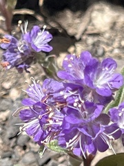Phacelia humilis