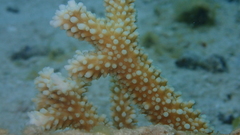 Acropora muricata