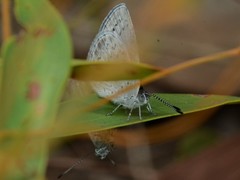 Erina erina erinus