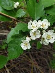 Crataegus fluviatilis