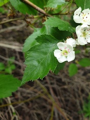 Crataegus fluviatilis