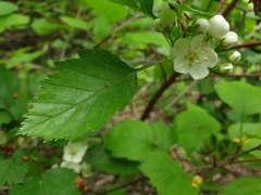 Crataegus fluviatilis