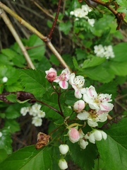 Crataegus fluviatilis