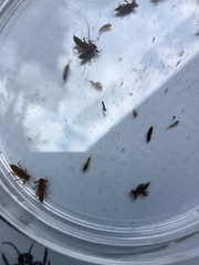 Ephemerellidae