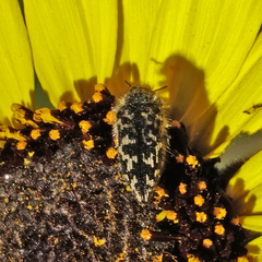Acmaeodera acuta