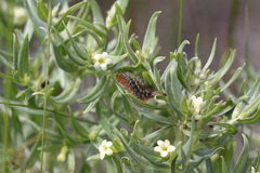 Apantesis nevadensis