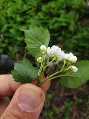 Crataegus fluviatilis