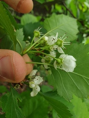Crataegus fluviatilis