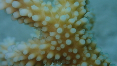 Acropora muricata