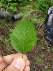 Crataegus fluviatilis