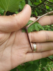 Crataegus fluviatilis