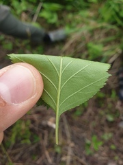 Crataegus fluviatilis