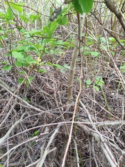 Crataegus fluviatilis