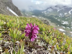 Pedicularis verticillata