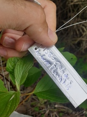 Crataegus fluviatilis