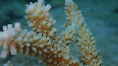 Acropora muricata