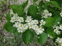 Crataegus acutifolia