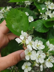 Crataegus acutifolia