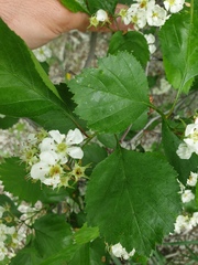Crataegus acutifolia