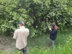 Crataegus acutifolia