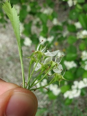 Crataegus acutifolia