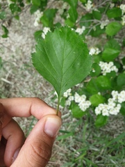 Crataegus acutifolia