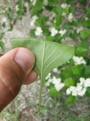 Crataegus acutifolia