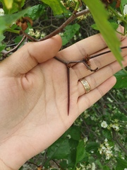 Crataegus acutifolia