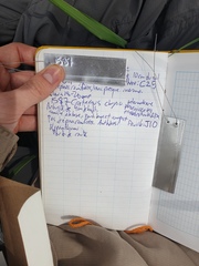 Crataegus acutifolia